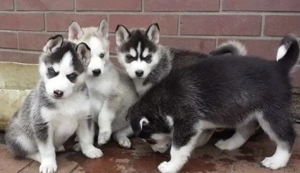 Siberian Husky Welpen 