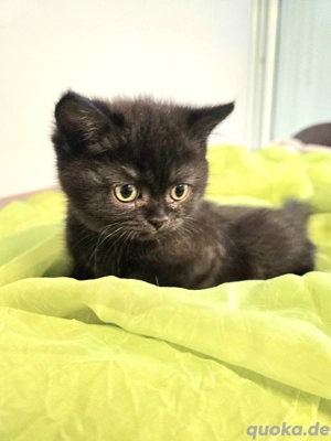 Britisch Kurzhaar und Britisch Langhaar Kitten 