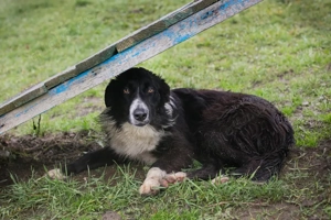 *INDIE* Die Junghündin wird momentan auf ein Leben in der eigenen Familie vorbereitet