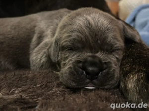 cane corso boxer mix welpen 