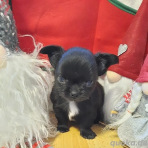 Unsere Chihuahua Welpen 