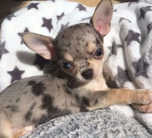 Chihuahua-Welpen Bild 5