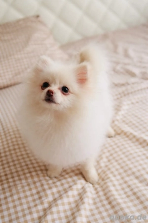 Pomeranian Zwergspitz