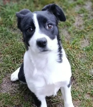 Welpe *DITTA* Ich bin lieb, lebhaft, voller Energie und suche unternehmungslustige, aktive Familie