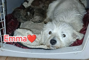 Emma - kleine Hündin sucht ein liebevolles Zuhause