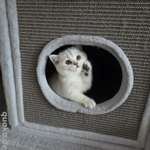 Bkh Kitten vom Züchter mit Stammbaum