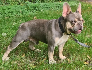 Französische Bulldogge Deckrüde Bulldog.