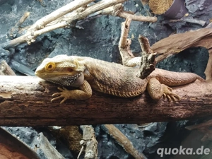 verkaufe meine Bartagame mit Terrarium