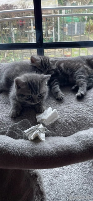 Wunderschöne BKH Kitten!
