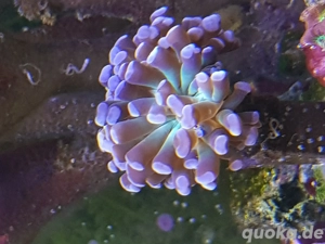 euphyllia  lila türkis 