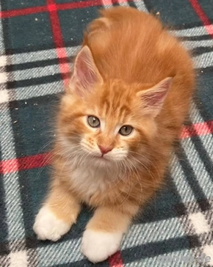 12 Wochen alte Maine-Coon-Kätzchen