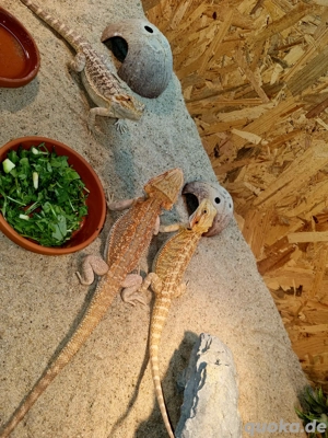 Farb-Bartagamen Jungtiere (pogona vitticeps) NZ 07 2025  nur noch 3 Stück