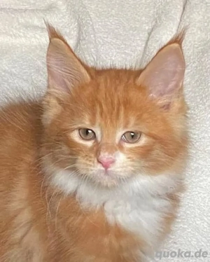 Rote Maine-Coon-Kätzchen verfügbar