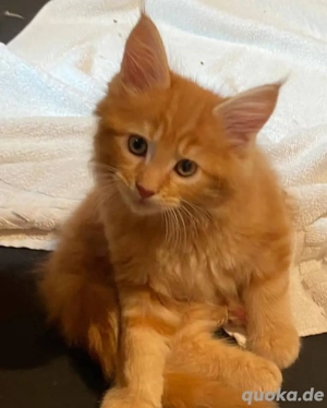 Männliche und weibliche Maine-Coon-Kätzchen