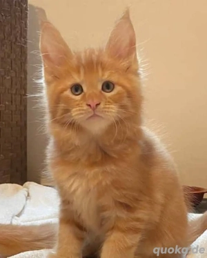 Maine-Coon-Kätzchen