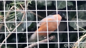 Dompfaff Hahn abzugeben 