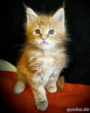 Gesunde Maine-Coon-Kätzchen