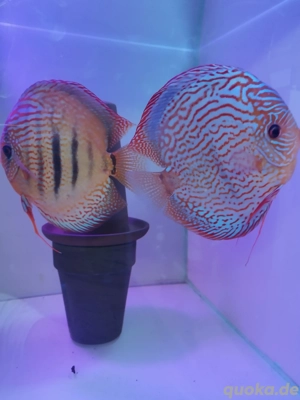 Diskus Nachzuchten abzugeben 