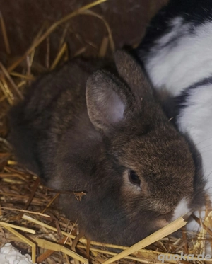 Löwenkopf kaninchen 