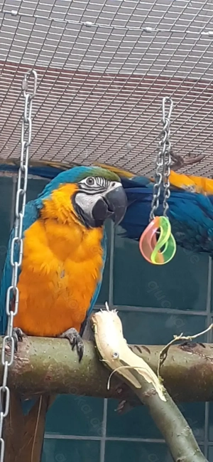 Gelbbrustara naturbrut 