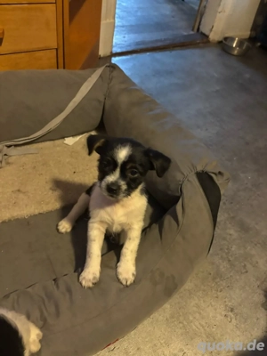 Mischlinge suche zu Hause für immer 