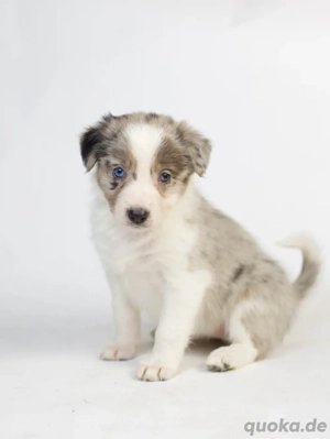 Border Collie Hündin