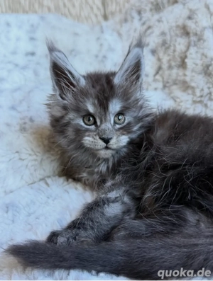 Wunderschöne reinrassige Maine Coon Kitten