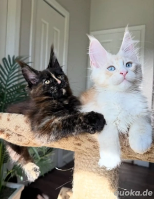 Reinrassige Main Coon Kitten