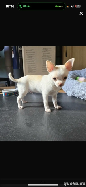 Chihuahua Rüde ab sofort 