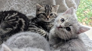 reinrassige BKH Kitten Junge Mädchen 