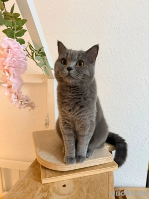 Britisch KurzHaar Katze