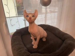 Sphynx Junge mit Stammbaum odd eyed