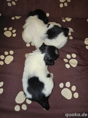 Es sind noch 2 süße Pekingnese Welpen da Rüden