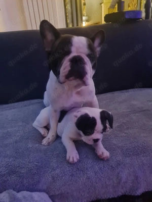 Franz Bulldogge Welpe Rüde