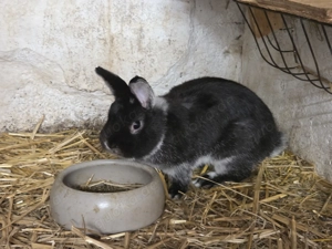 Zwergkaninchen männlich
