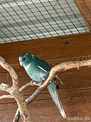 Ziegensittich 3 Stück verschiedene Farben