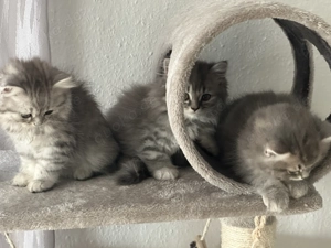  Britische Kurzhaar-Kätzchen zu verkaufen