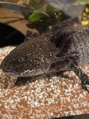 Axolotl wildling Männchen