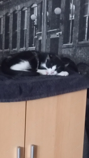 Kleiner Kater abzugeben 