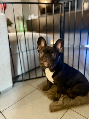 Für unseren kleinen Otto suchen wir ein liebevolles Zuhause.