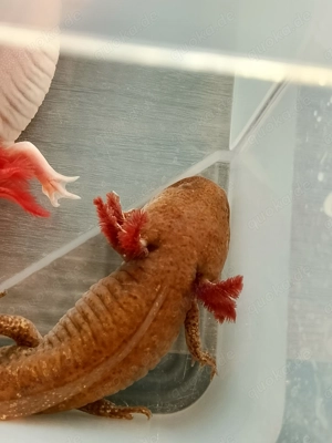 Axolotl copper Männchen