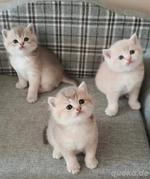 Wunderschöne BKH Kitten mit Stammbaum, abgabebereit