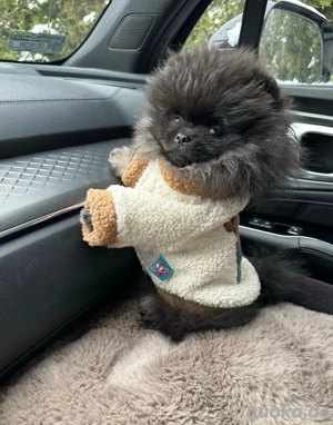 mini !!!!!pomeranian boo mit teddy gesicht 