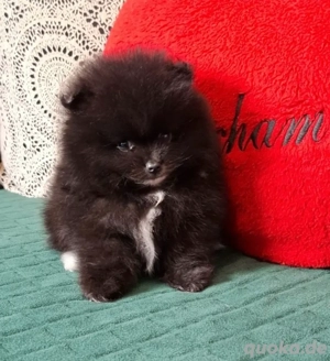 reinrassige pomeranian boo mini !!!!