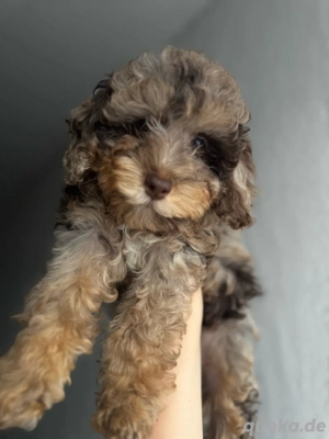 Ein Blick   und man ist verliebt: Chocolate-Merle Pudel mit grünen Augen 