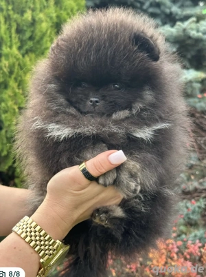 700gr!!!! Mini Boo Pomeranian 