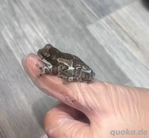 Baumhöhlen-Krötenlaubfrosch (Milk frog)