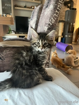 Maine Coon Kitten