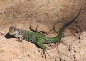 Grüne Ameive Echse Ameiva ameiva Reptil Schienenechse Eidechse