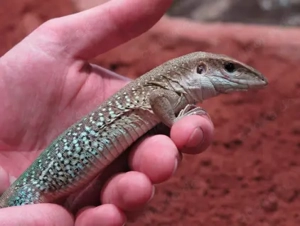 Grüne Ameive Riesen Echse Ameiva ameiva Reptil Schienenechse Eidechse